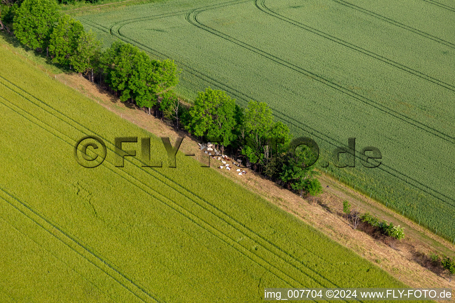 Kühe im Schatten im Ortsteil Mühlberg in Drei Gleichen im Bundesland Thüringen, Deutschland