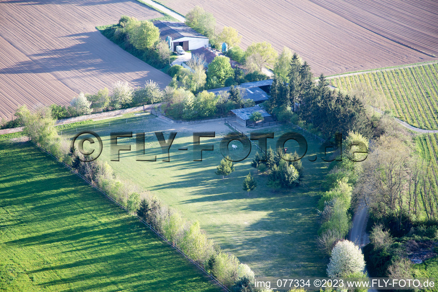 Luftbild von Minfeld, Trakehnerkoppel im Bundesland Rheinland-Pfalz, Deutschland
