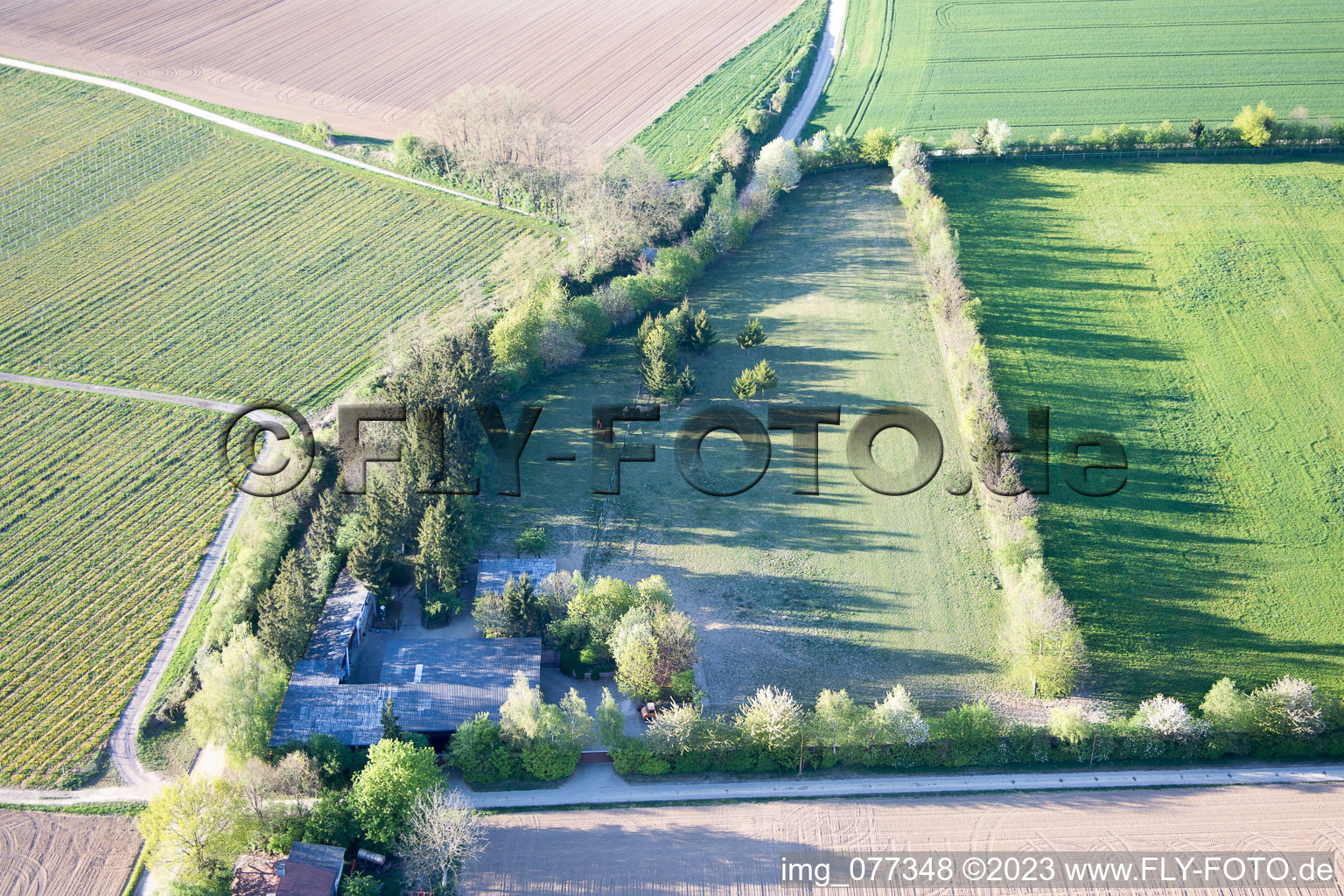 Minfeld, Trakehnerkoppel im Bundesland Rheinland-Pfalz, Deutschland aus der Vogelperspektive