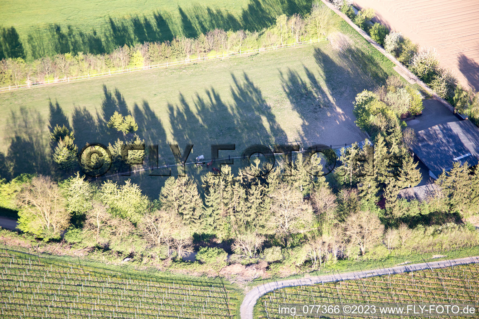 Minfeld, Trakehnerkoppel im Bundesland Rheinland-Pfalz, Deutschland von der Drohne aus gesehen