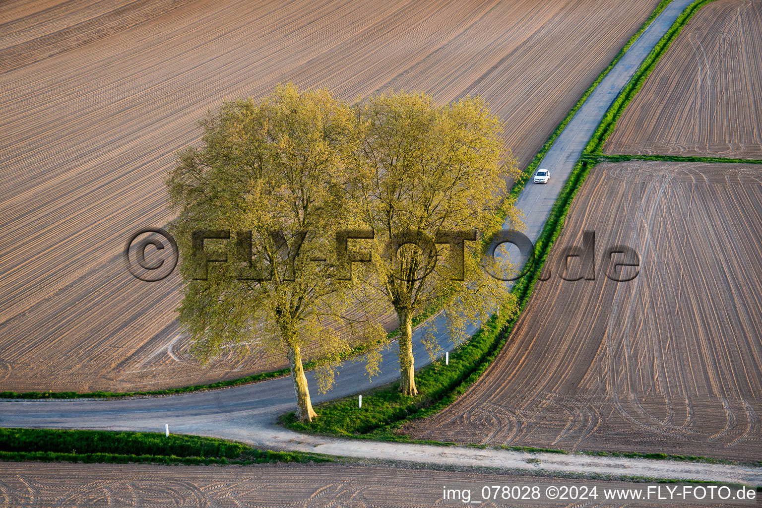 Baumreihe an einem Feldrand in Schleithal in Grand Est im Bundesland Bas-Rhin, Frankreich