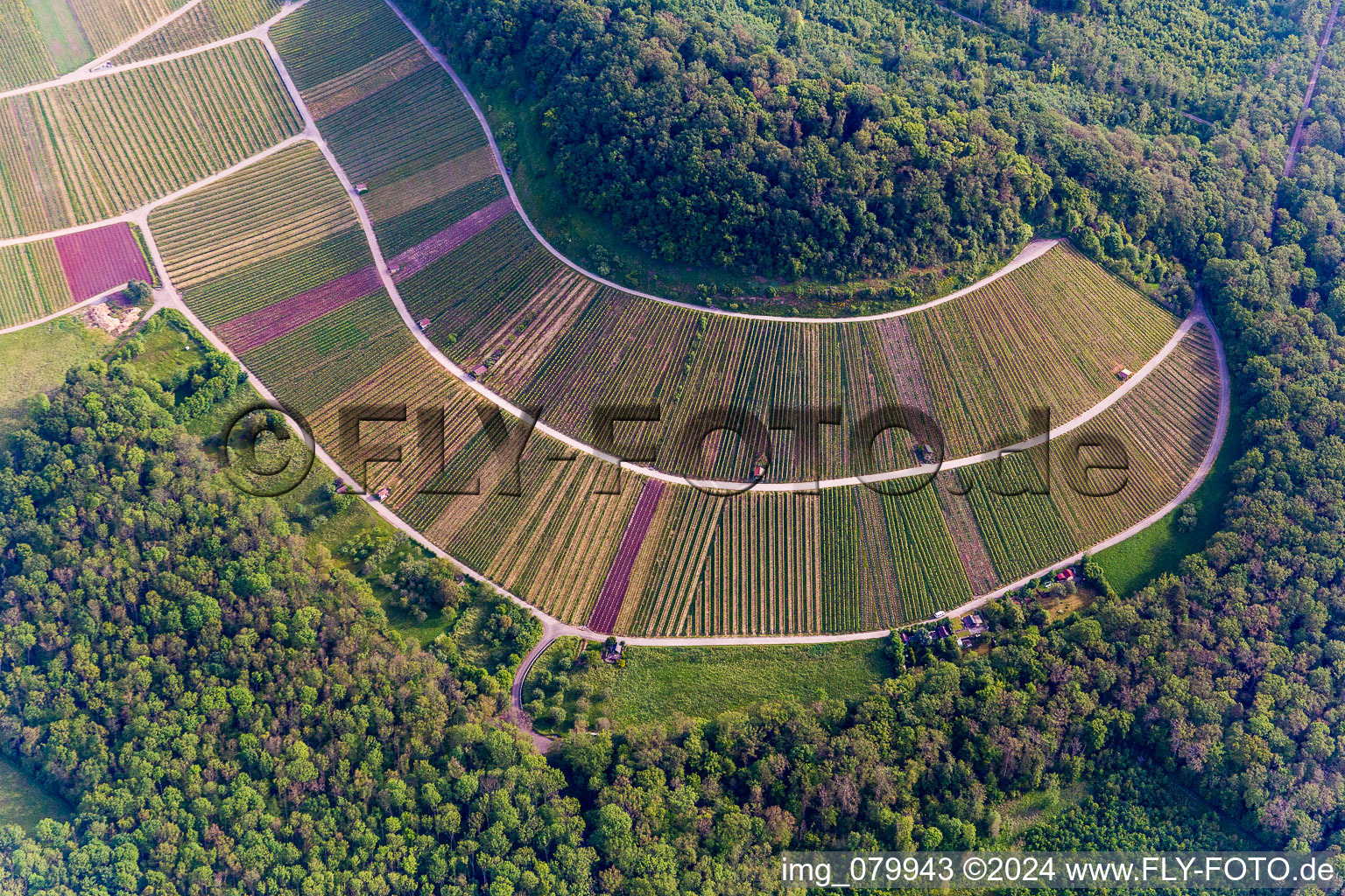 Weinbergs- Landschaft "Wilder Fritz" in Sternenfels im Ortsteil Diefenbach im Bundesland Baden-Württemberg, Deutschland