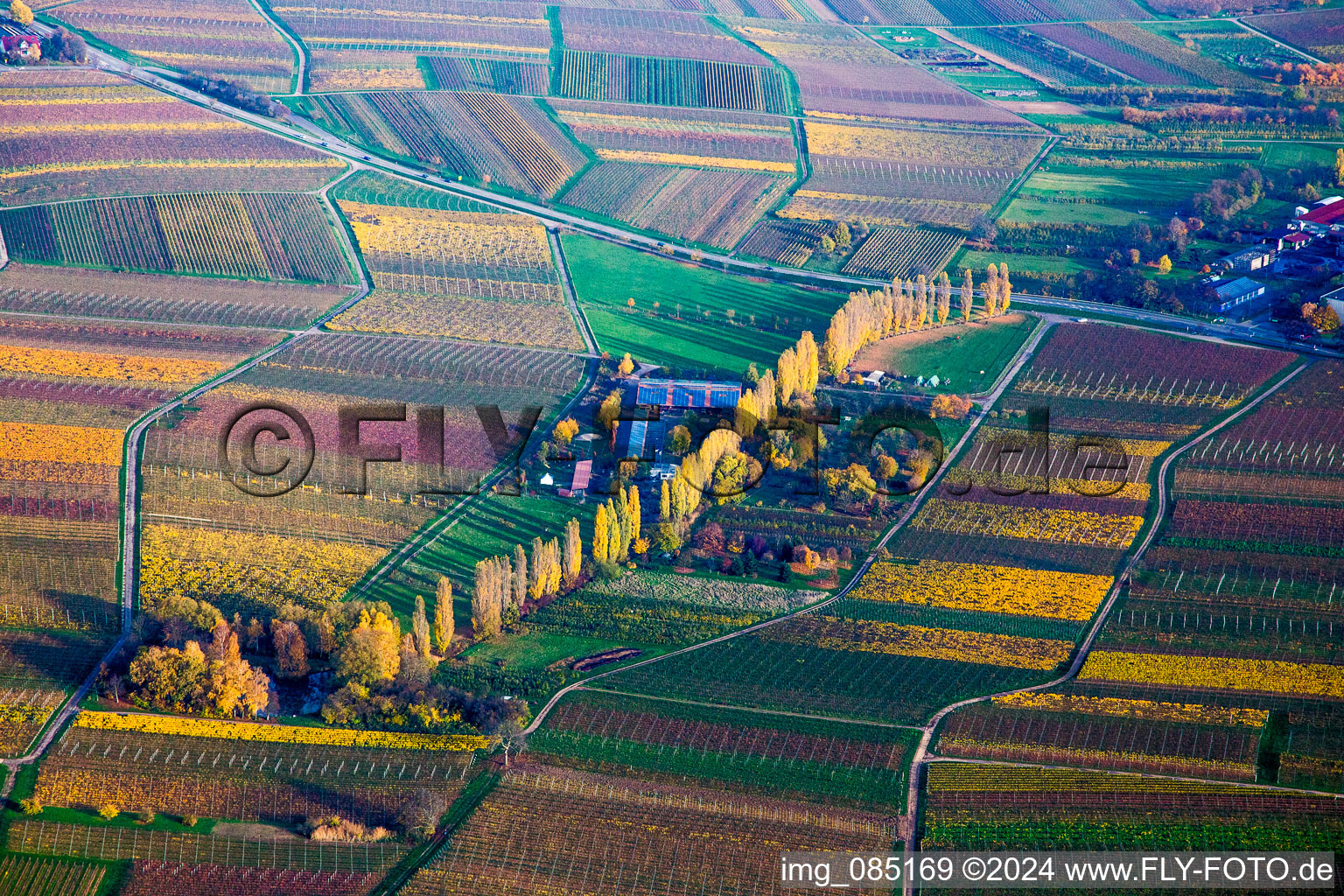 Herbstlich gefärbte Pappelreihe zwischen Weinbergen an der Aalmühl in Ilbesheim bei Landau in der Pfalz im Bundesland Rheinland-Pfalz, Deutschland