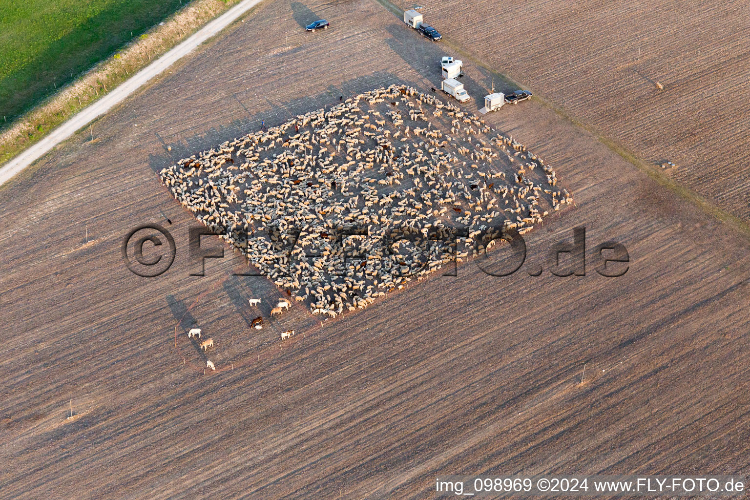 Strukturen eines abgeernteten Feldes mit eigepferchter Schaf - Herde in San Leonardo in Friuli-Venezia Giulia im Bundesland Friaul-Julisch Venetien, Italien