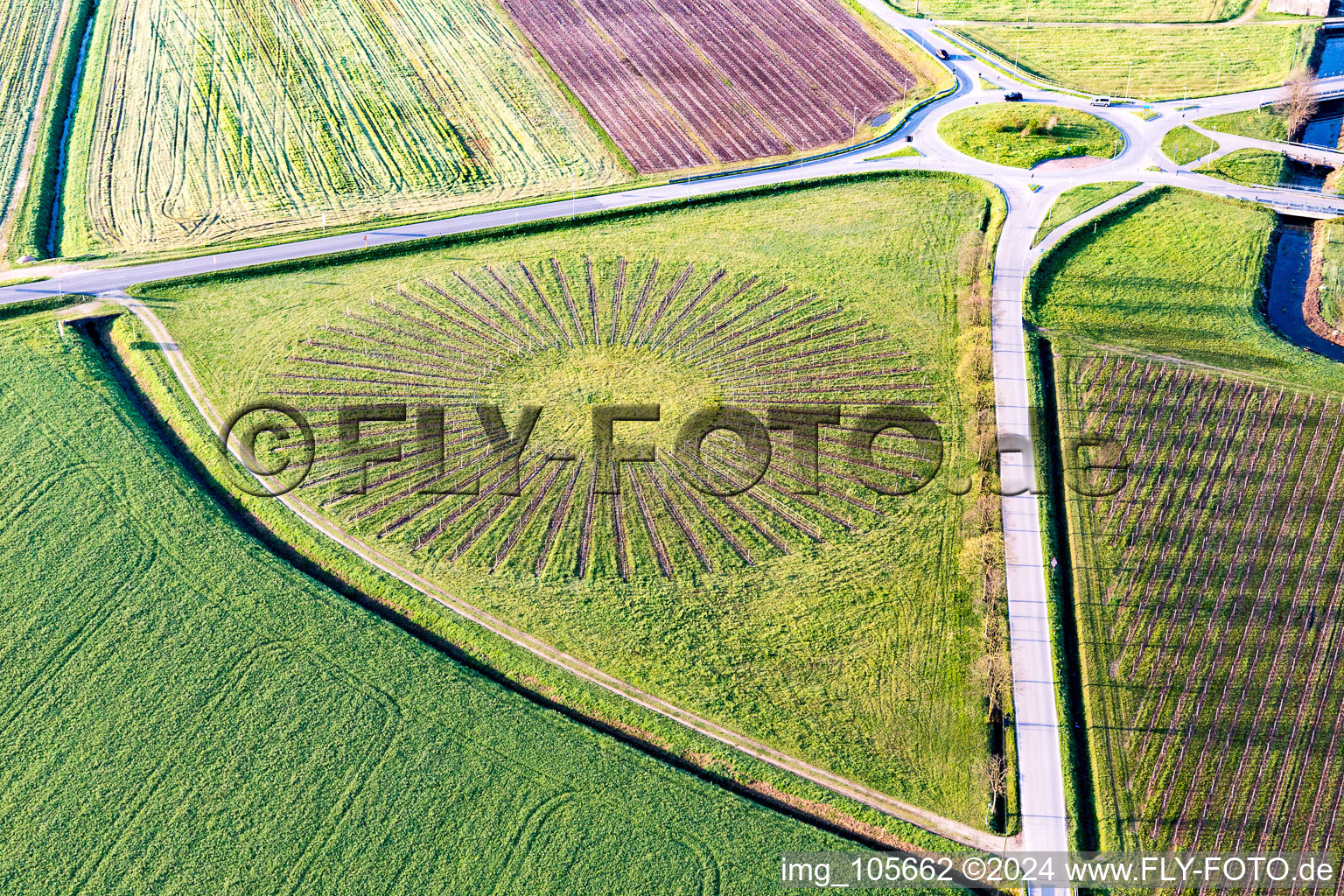 Strahlenförmige Reihen einer runden Obstanbau- Plantage auf einem Feld in Localita Bolzano, Morsano Al Tagliamento in Friuli-Venezia Giulia in Morsano al Tagliamento im Bundesland Pordenone, Italien