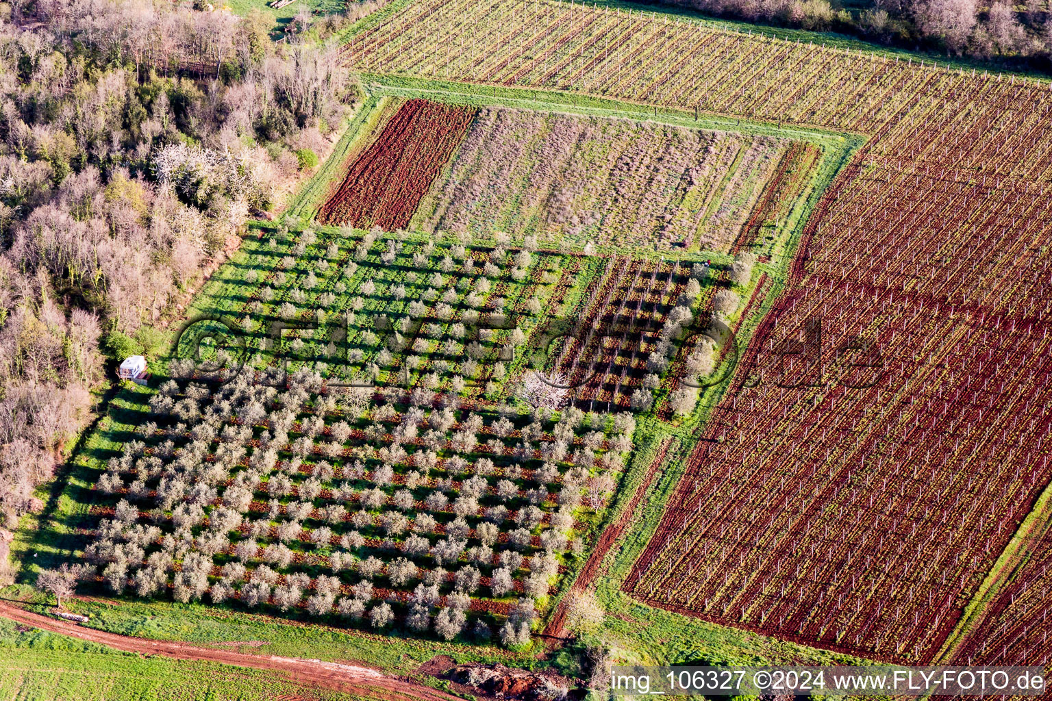 Baumreihen einer blühenden Obst und Gemüseanbau- Plantage auf einem Feld im Frühling in Funtana in Istarska zupanija im Bundesland Istria, Kroatien
