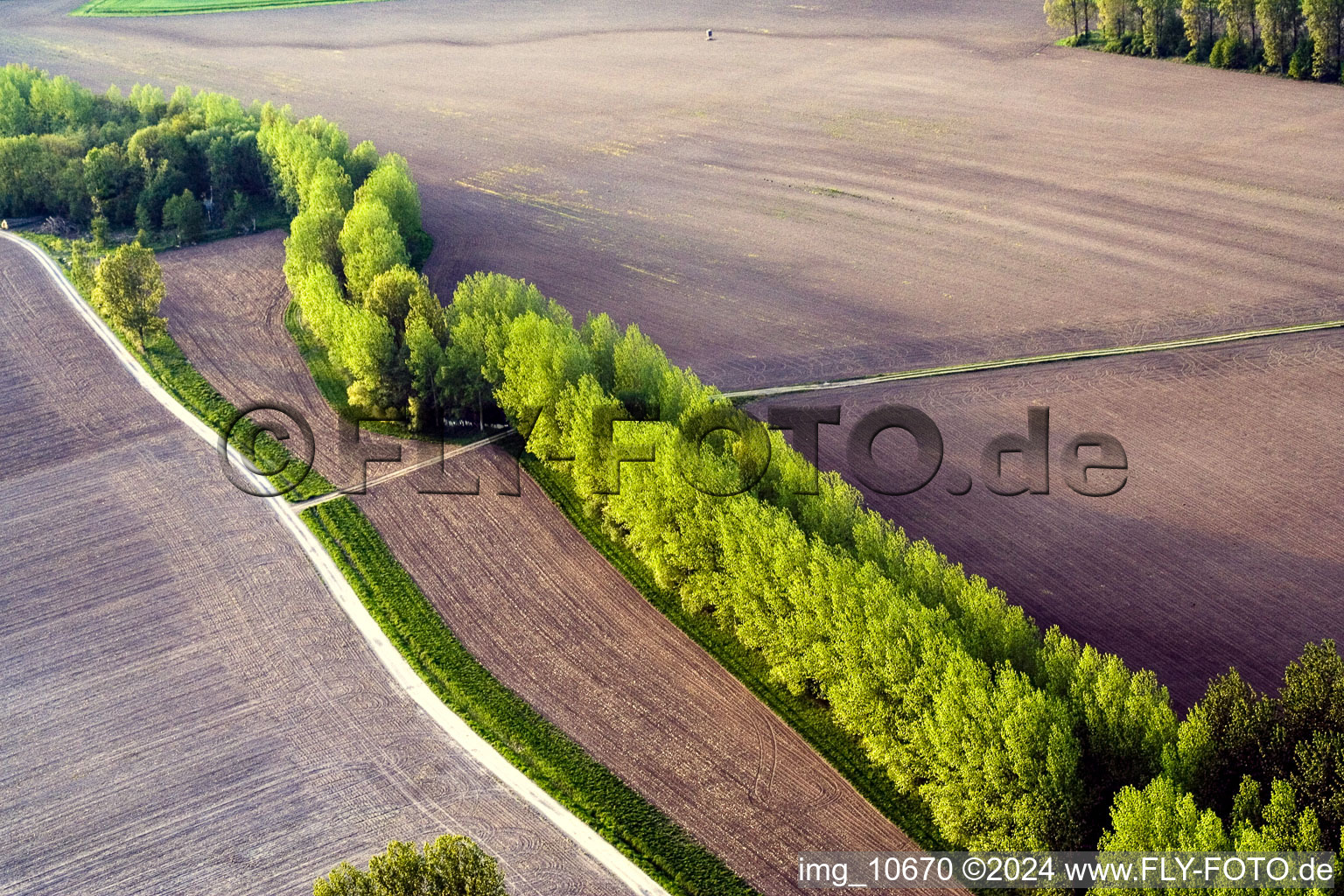 Baumreihe an einer Landstraße an einem Feldrand in Biblisheim in Grand Est im Bundesland Bas-Rhin, Frankreich