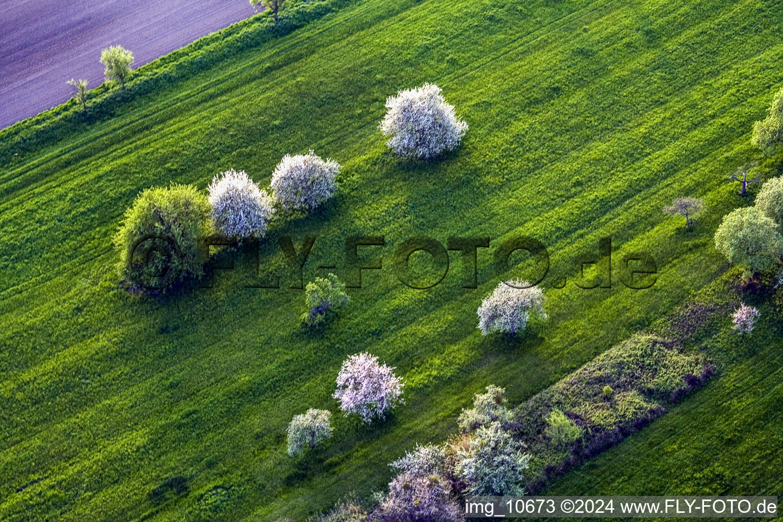Weiss blühende Obstbäume auf einer grünen Wiese in Durrenbach in Grand Est im Bundesland Bas-Rhin, Frankreich