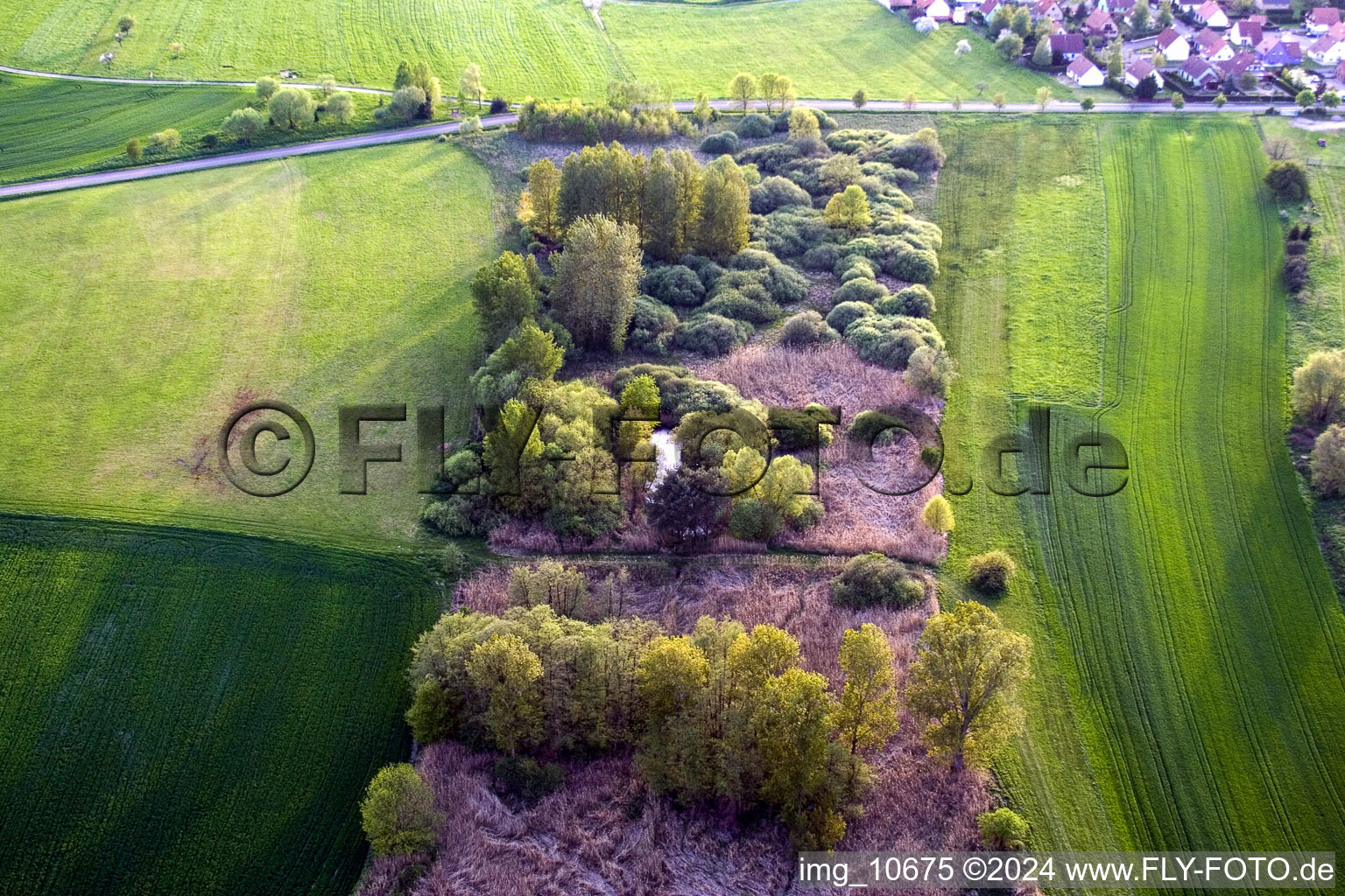 Baum- Insel auf einem Feld in Durrenbach in Grand Est im Bundesland Bas-Rhin, Frankreich