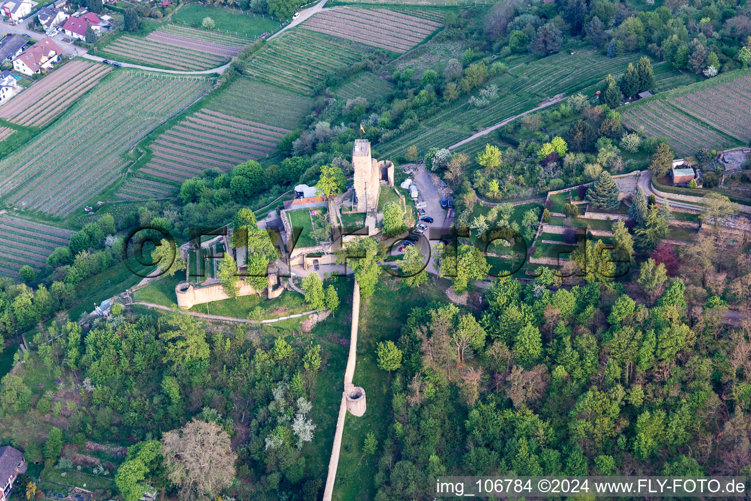 Luftaufnahme von Ehemalige Burganlage Wachtenburg (Ruine "Burg Wachenheim") in Wachenheim an der Weinstraße im Bundesland Rheinland-Pfalz, Deutschland