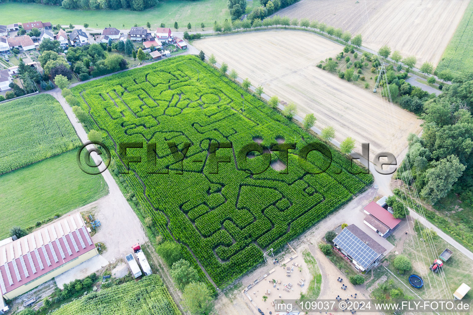 Schrägluftbild von Irrgarten - Labyrinth auf einem Mais-Feld des Seehof in Steinweiler im Bundesland Rheinland-Pfalz, Deutschland