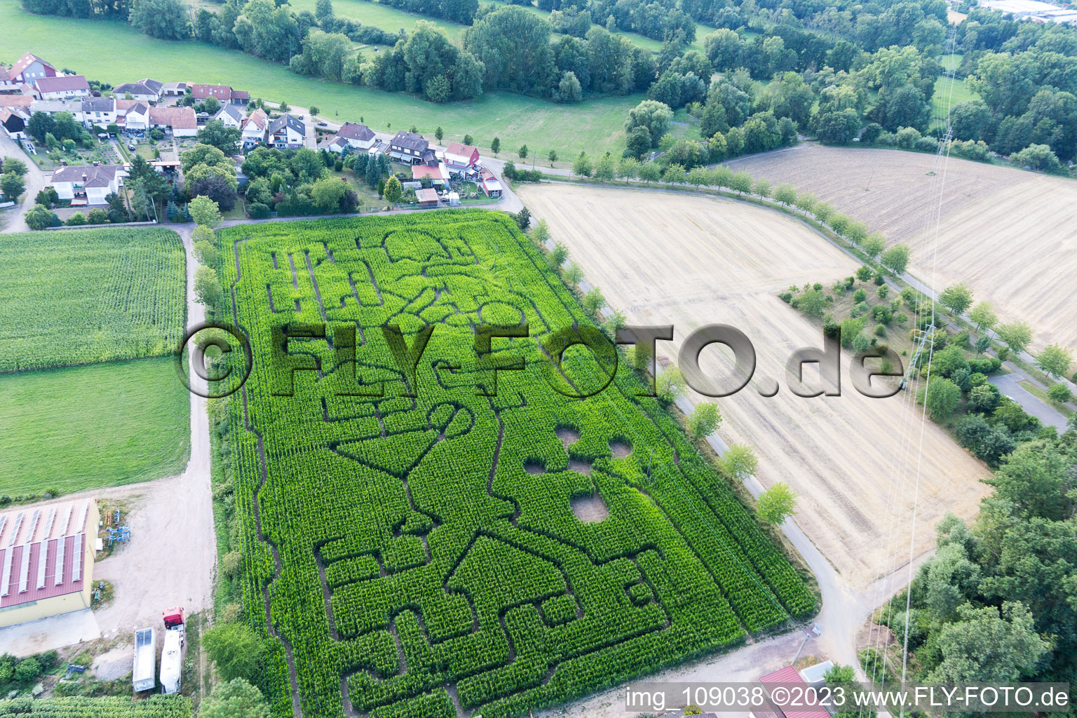 Steinweiler, Maislabyrinth am Seehof im Bundesland Rheinland-Pfalz, Deutschland aus der Drohnenperspektive