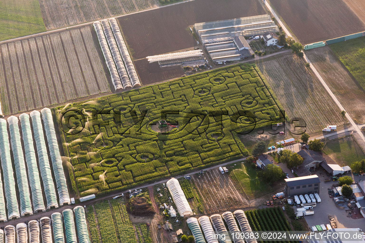 Irrgarten - Mais-Labyrinth mit den Umrissen von Augen auf einem Mais-Feld am Hegehof in Ladenburg im Bundesland Baden-Württemberg, Deutschland