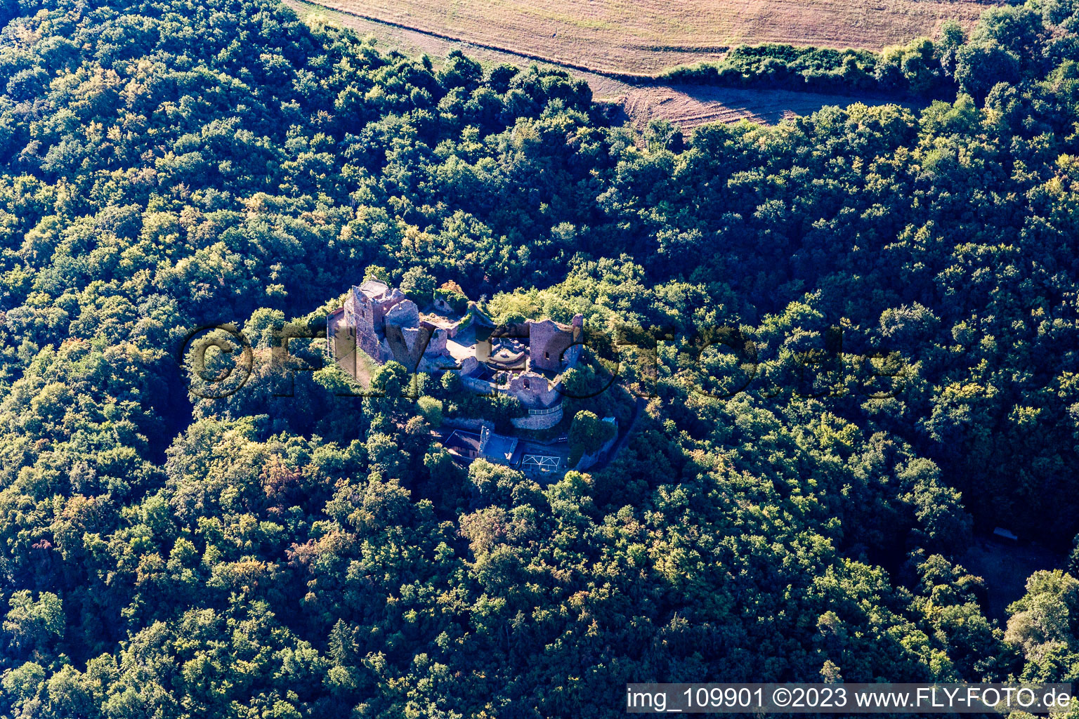 Luftaufnahme von Burgruine Montfort in Hallgarten im Bundesland Rheinland-Pfalz, Deutschland
