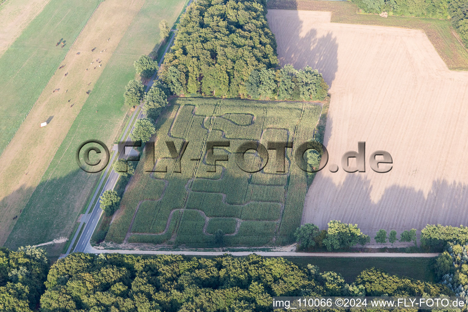 Irrgarten - Labyrinth auf einem Maisfeld in Amelinghausen im Bundesland Niedersachsen, Deutschland