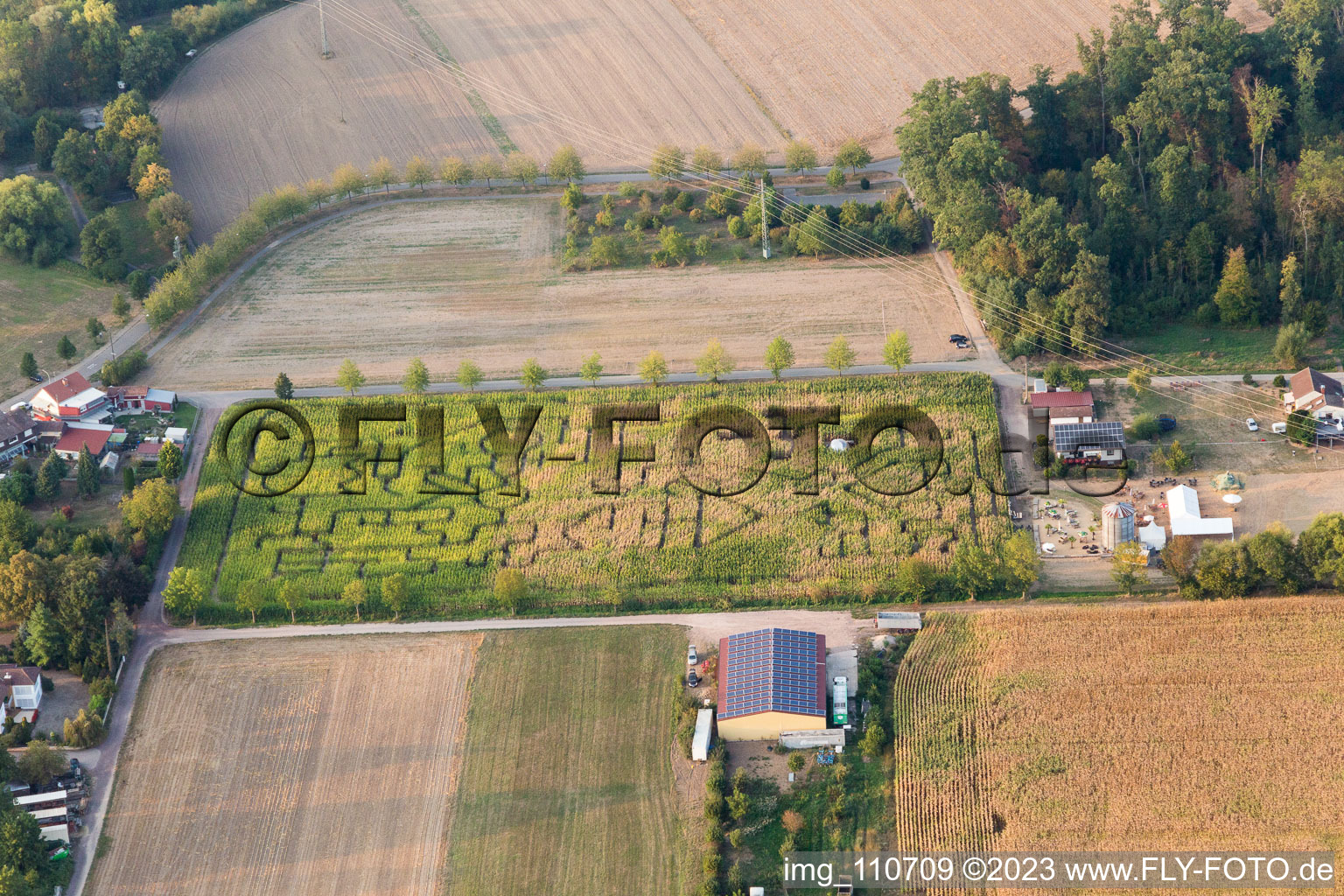 Steinweiler, Maislabyrinth am Seehof im Bundesland Rheinland-Pfalz, Deutschland von einer Drohne aus
