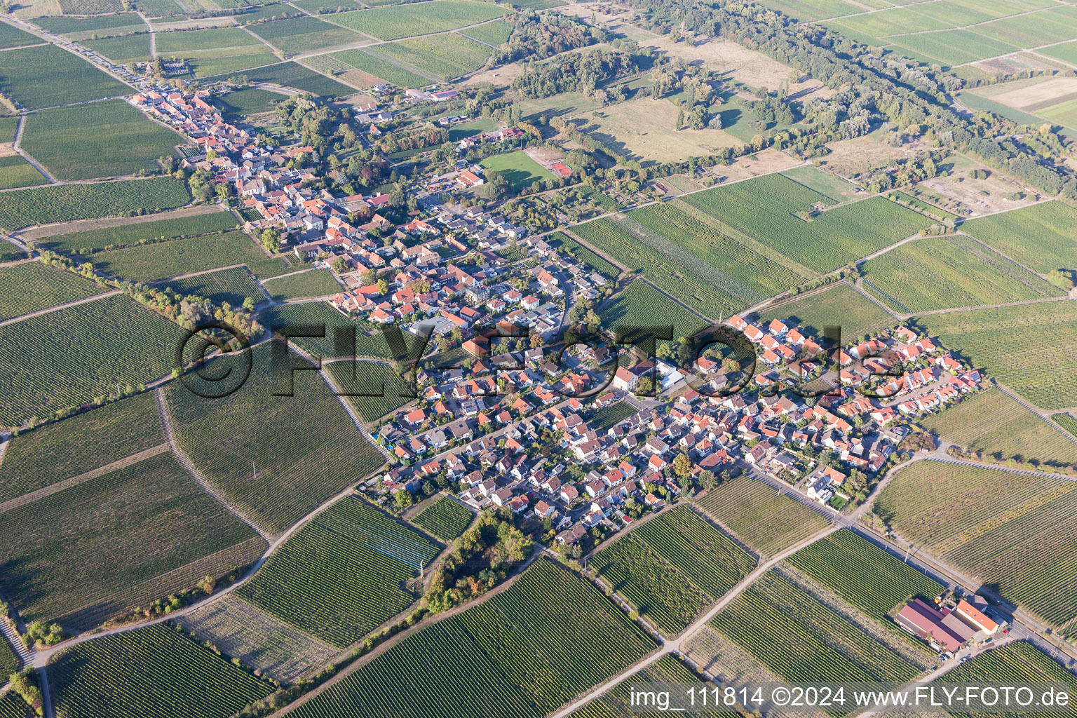 Dorf - Ansicht am Rande von weinwirtschaftlichen Feldern und Nutzflächen in Forst an der Weinstraße im Bundesland Rheinland-Pfalz, Deutschland