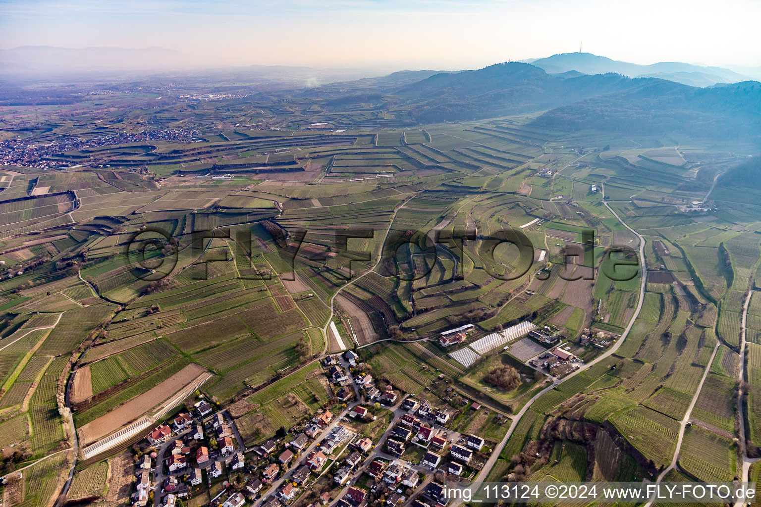 Felder einer Weinbergs- Landschaft der Winzer- Gebiete in Bahlingen im Kaiserstuhl in Bahlingen am Kaiserstuhl im Bundesland Baden-Württemberg, Deutschland