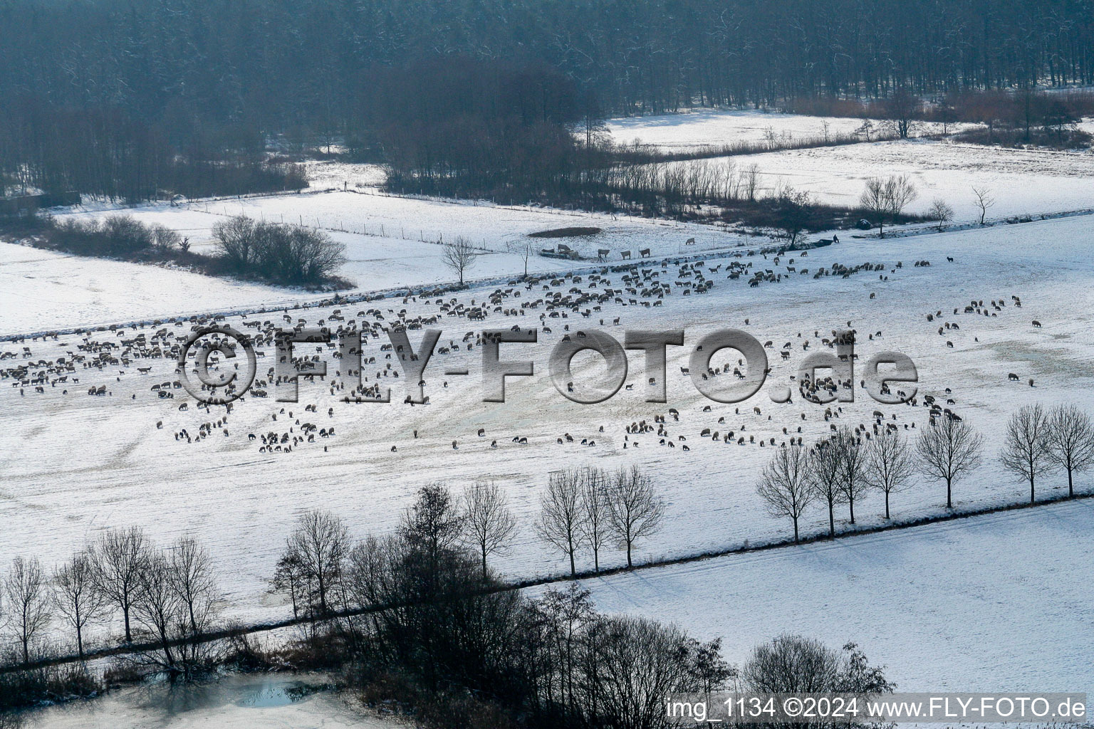 Winter- Weide mit Schaf - Herde im Otterbachtal mit Schaf - Herde bei Freckenfeld im Bundesland Rheinland-Pfalz, Deutschland