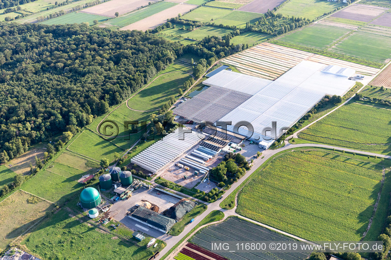 Luftbild von Rudolf Sinn Jungpflanzen GmbH in Lustadt im Bundesland Rheinland-Pfalz, Deutschland