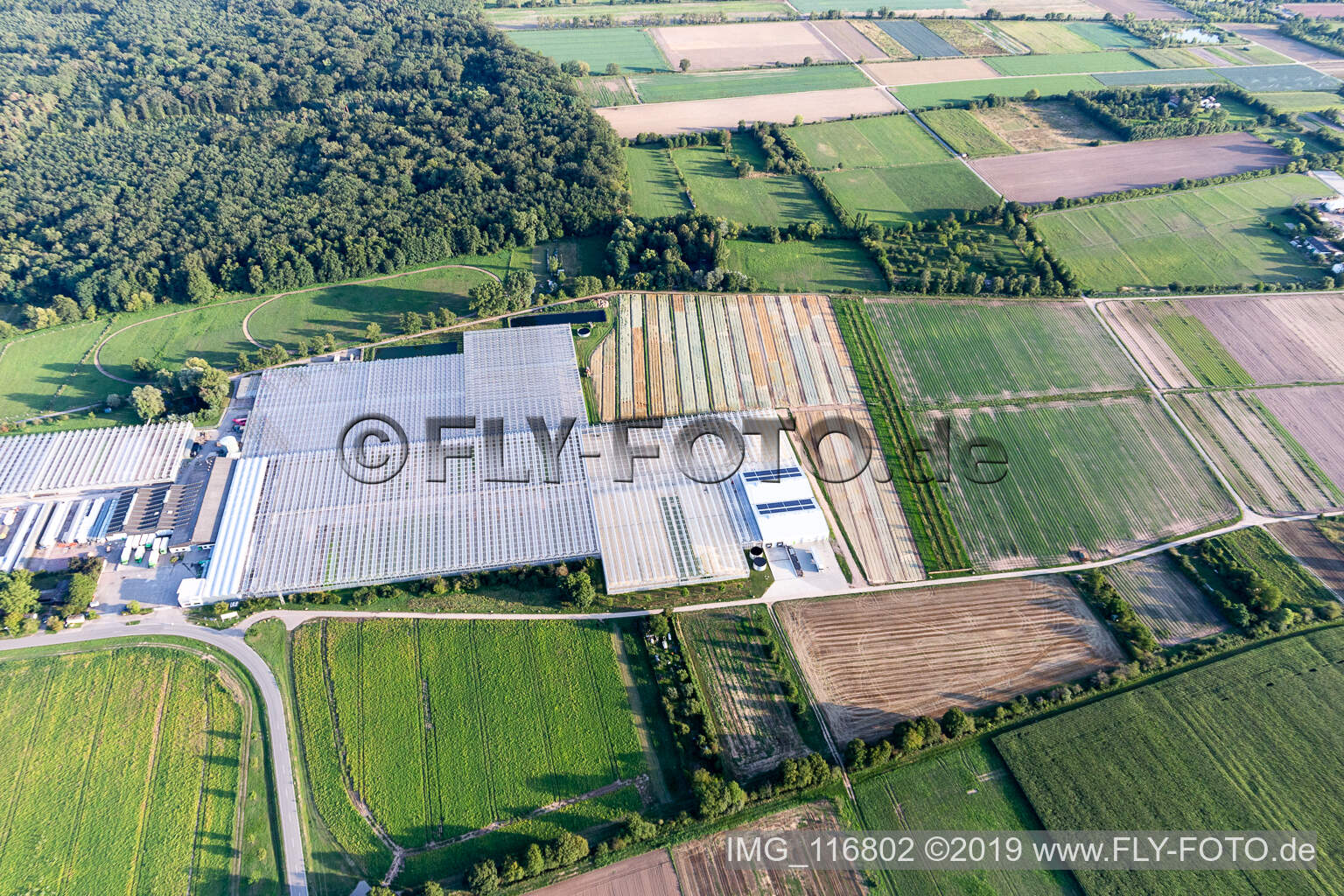 Luftaufnahme von Rudolf Sinn Jungpflanzen GmbH in Lustadt im Bundesland Rheinland-Pfalz, Deutschland