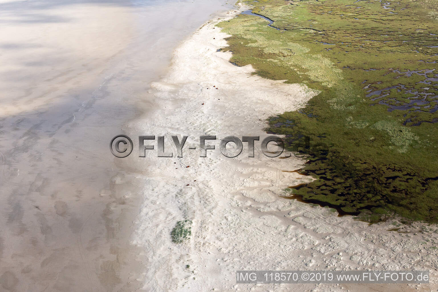 Luftbild von RInder in den Dünen am Sandstrand in Fanø im Bundesland Syddanmark, Dänemark