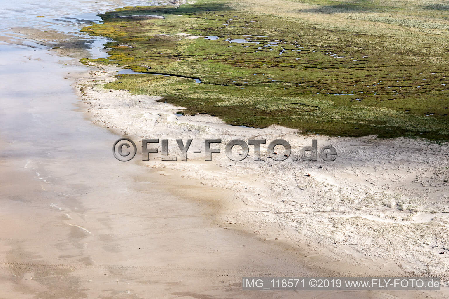 Luftaufnahme von RInder in den Dünen am Sandstrand in Fanø im Bundesland Syddanmark, Dänemark