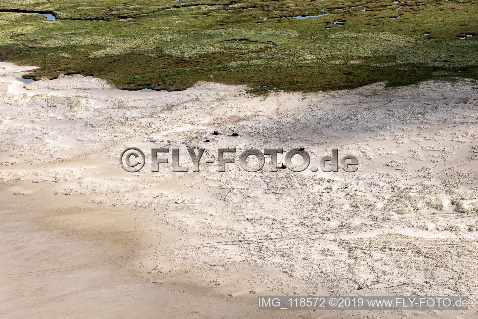 Schrägluftbild von RInder in den Dünen am Sandstrand in Fanø im Bundesland Syddanmark, Dänemark