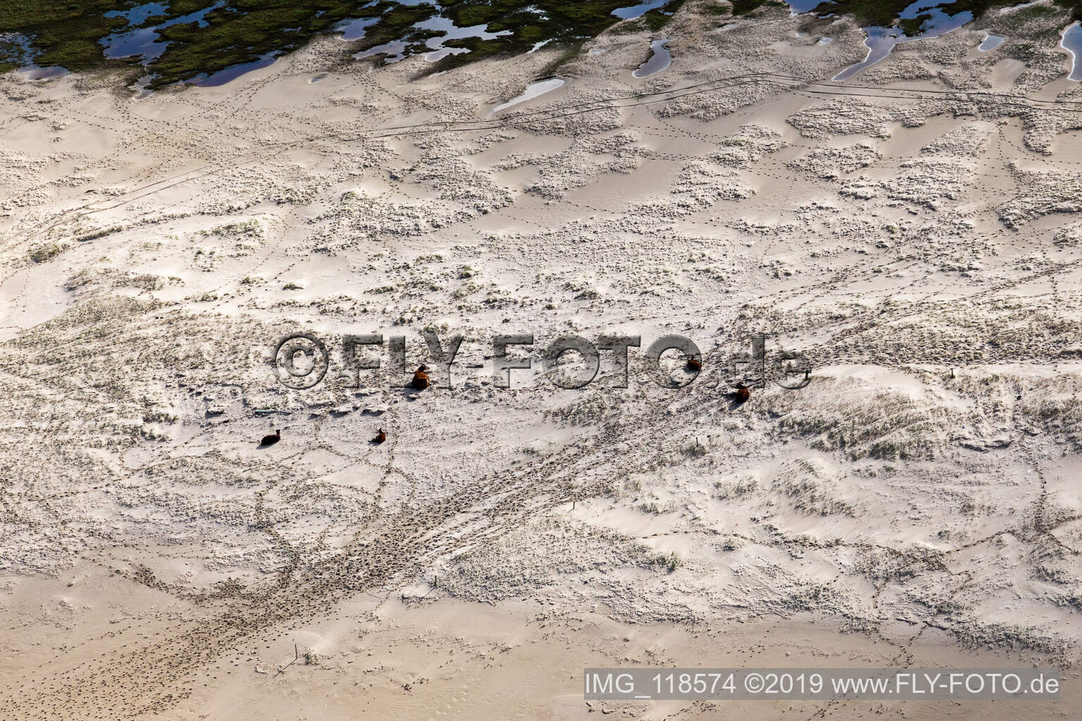 RInder in den Dünen am Sandstrand in Fanø im Bundesland Syddanmark, Dänemark von oben