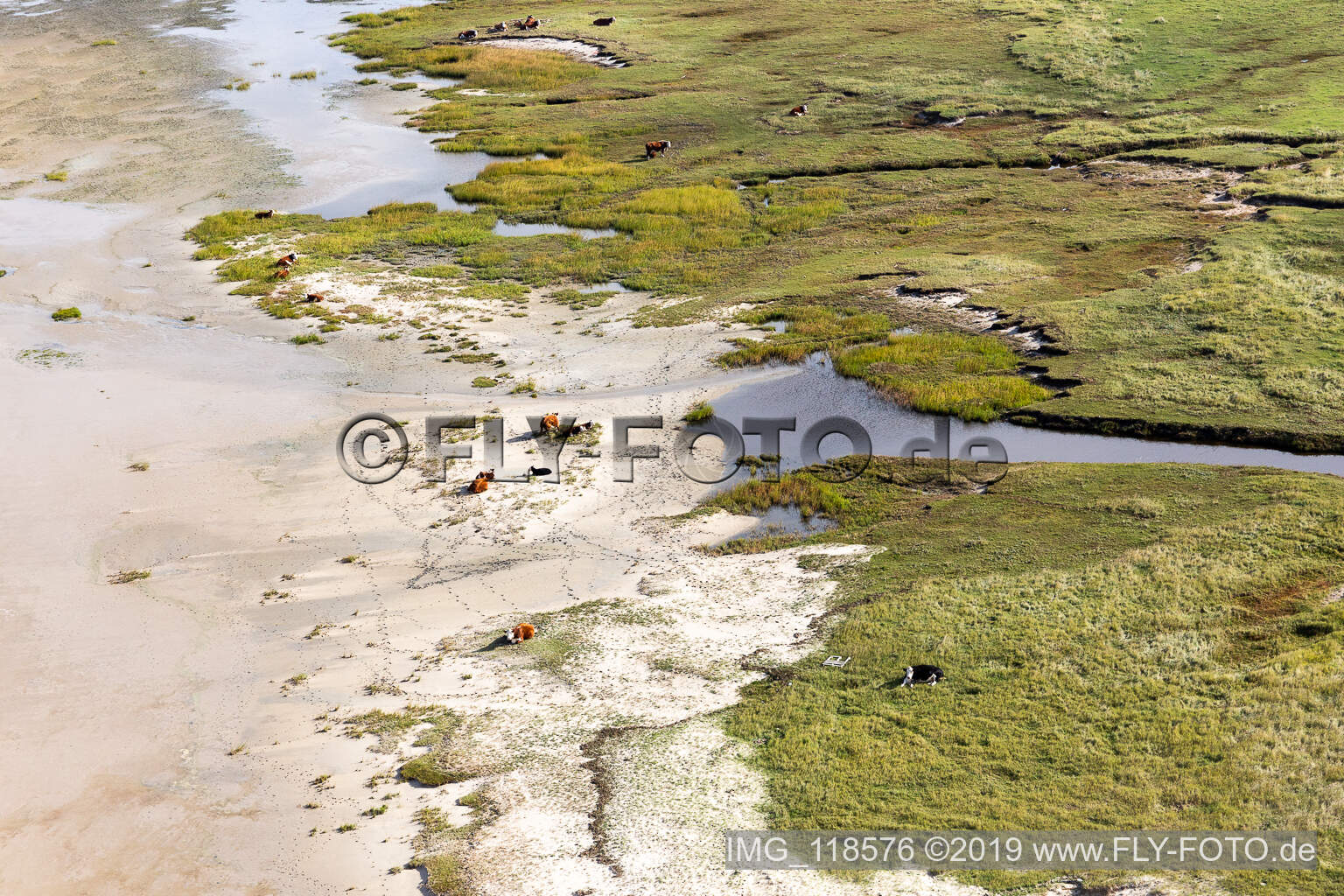 RInder in den Dünen am Sandstrand in Fanø im Bundesland Syddanmark, Dänemark aus der Luft