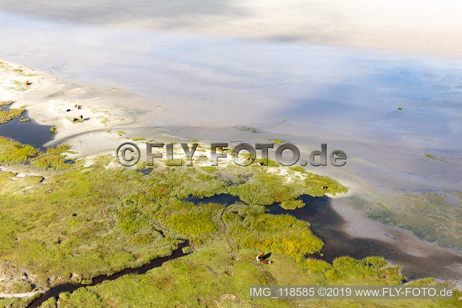 RInder in den Dünen am Sandstrand in Fanø im Bundesland Syddanmark, Dänemark aus der Vogelperspektive