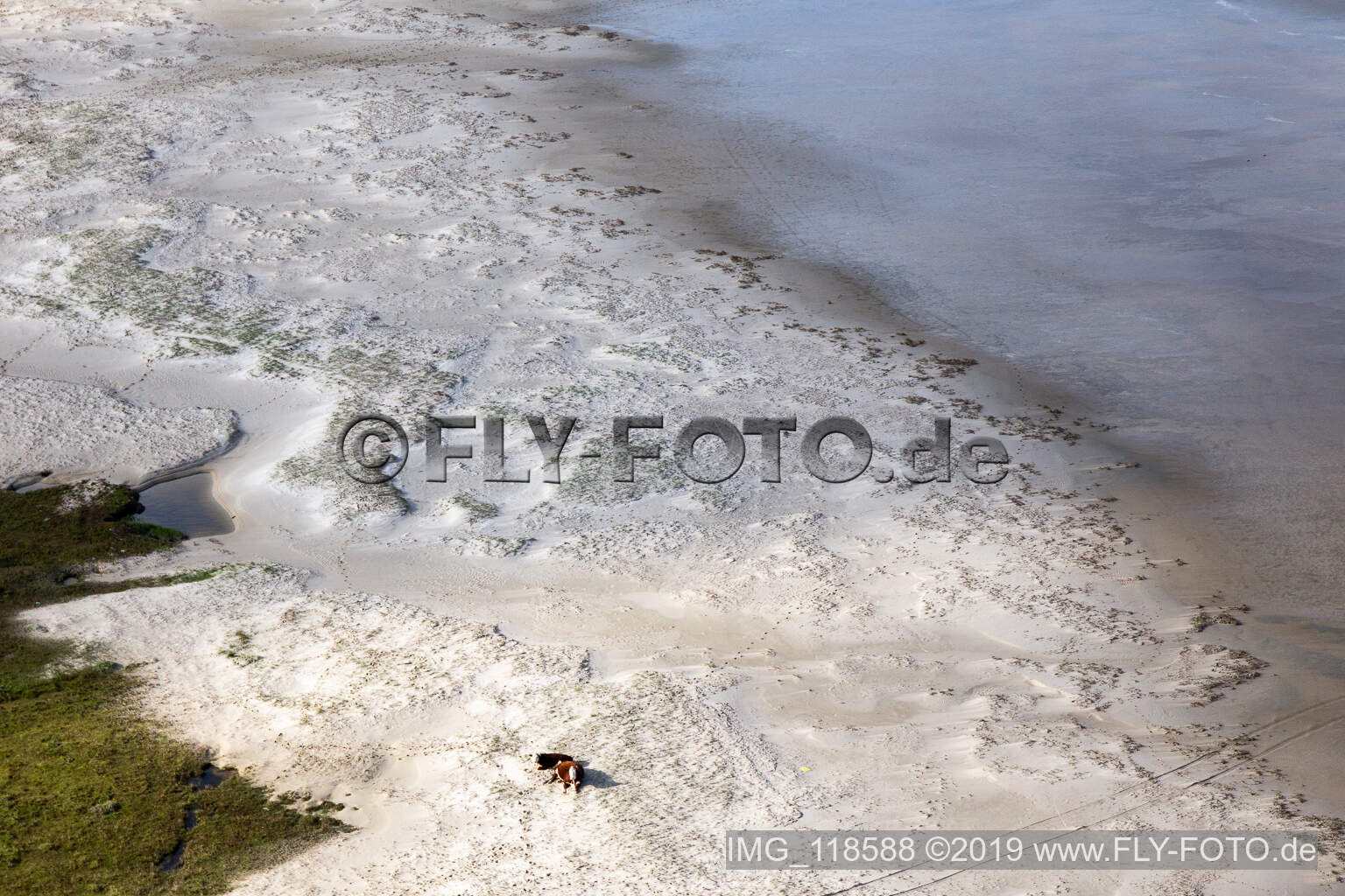 Drohnenaufname von RInder in den Dünen am Sandstrand in Fanø im Bundesland Syddanmark, Dänemark