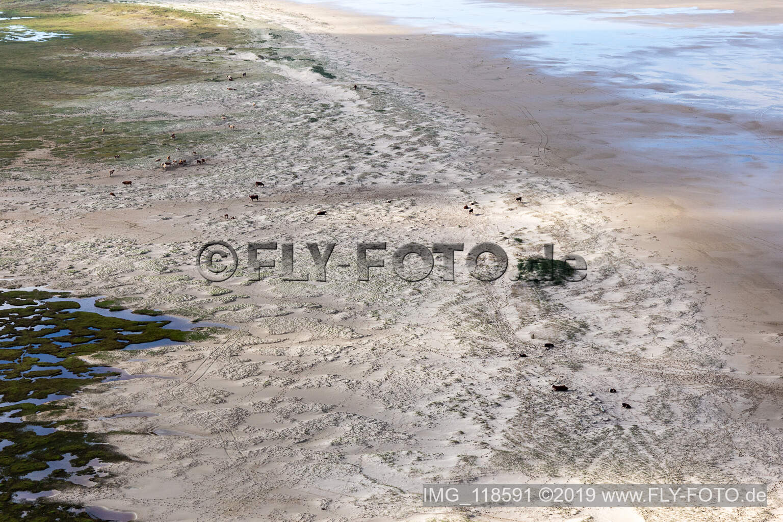 RInder in den Dünen am Sandstrand in Fanø im Bundesland Syddanmark, Dänemark aus der Drohnenperspektive