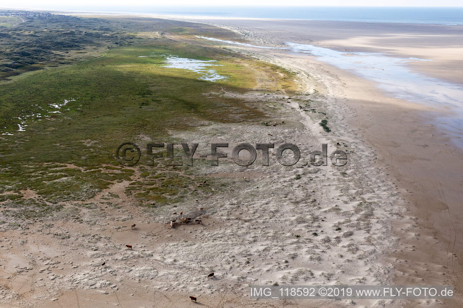 RInder in den Dünen am Sandstrand in Fanø im Bundesland Syddanmark, Dänemark von einer Drohne aus