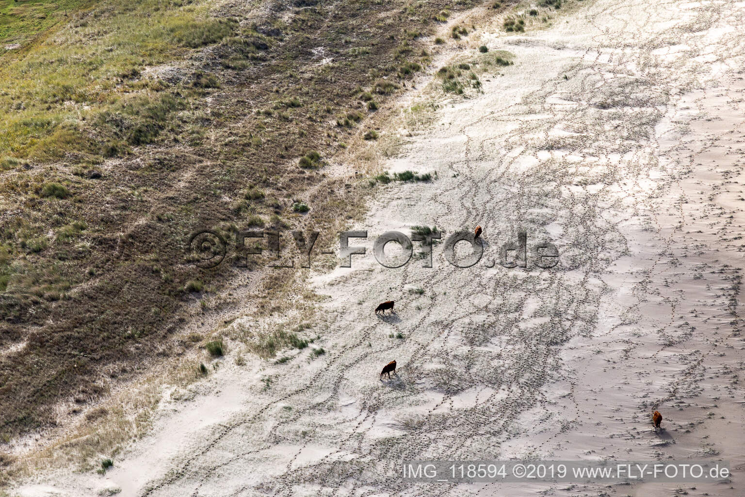 RInder in den Dünen am Sandstrand in Fanø im Bundesland Syddanmark, Dänemark von der Drohne aus gesehen