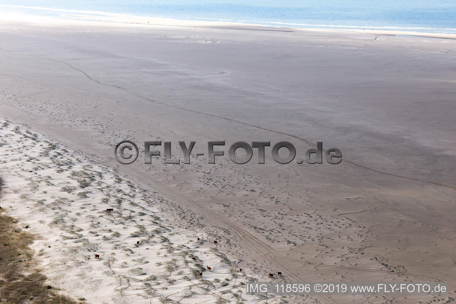 Luftbild von RInder in den Dünen am Sandstrand in Fanø im Bundesland Syddanmark, Dänemark
