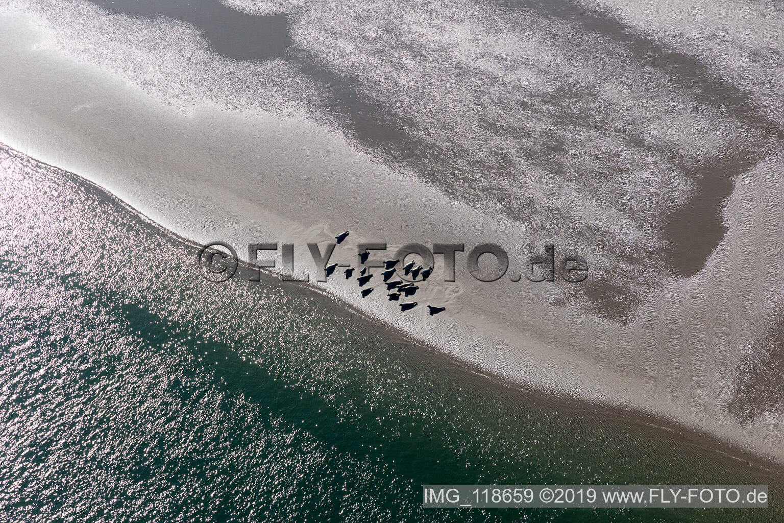 Mähnenrobben und Seehunde am Priel zur Sandbank Peter Meyers in Fanø im Bundesland Syddanmark, Dänemark