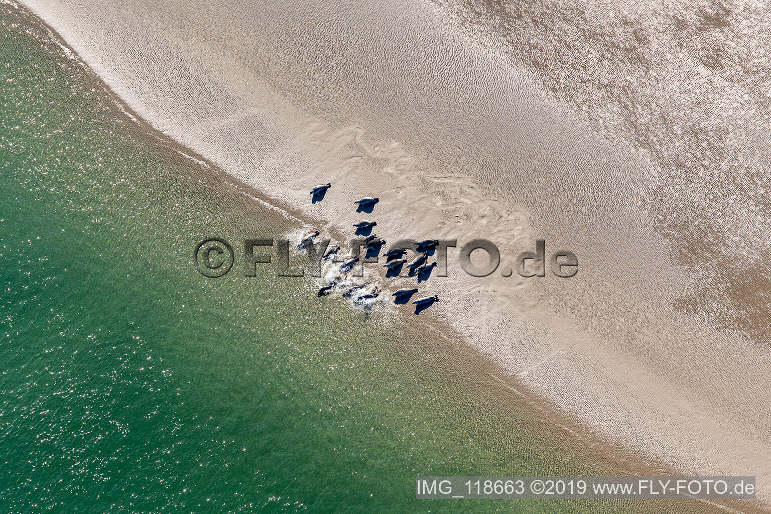 Luftbild von Mähnenrobben und Seehunde am Priel zur Sandbank Peter Meyers im Süden der Nordseeinsel Fanö in Region Syddanmark in Fanø, Dänemark
