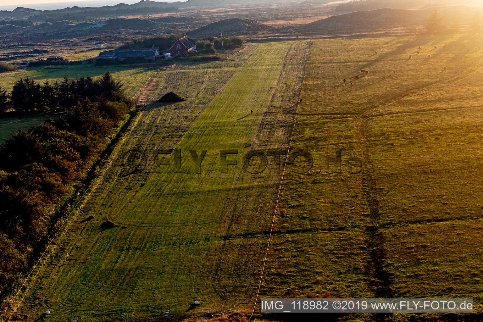 Luftbild von Fanø International Airport mit Highland Rindern im Bundesland Syddanmark, Dänemark