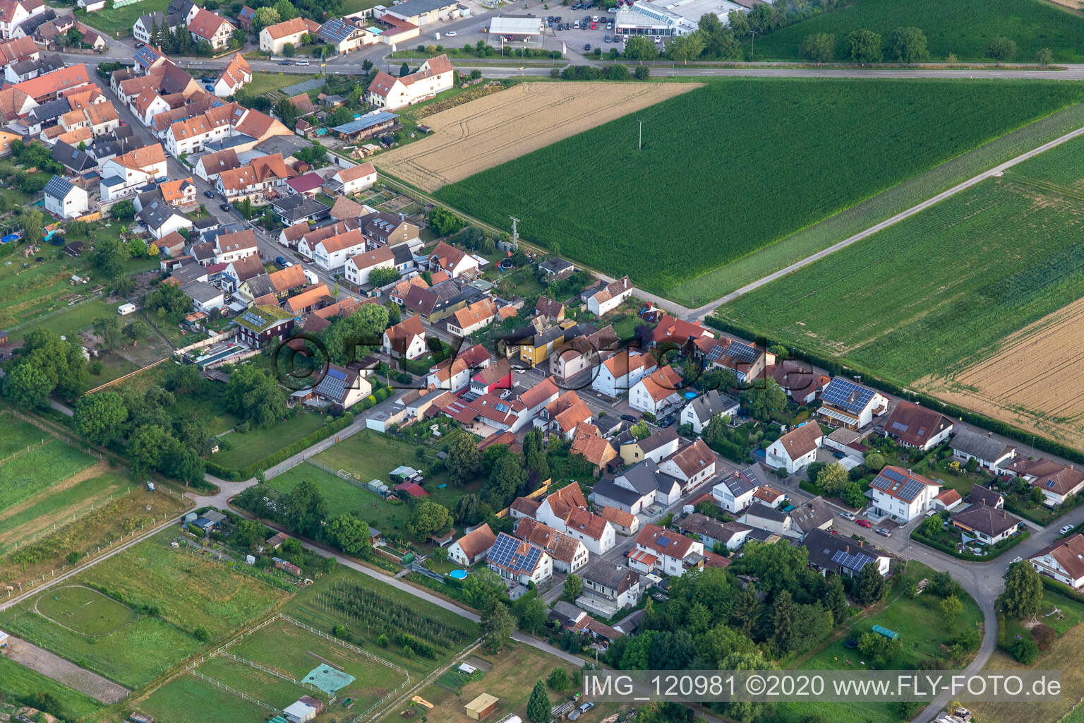 Gänsried in Freckenfeld im Bundesland Rheinland-Pfalz, Deutschland