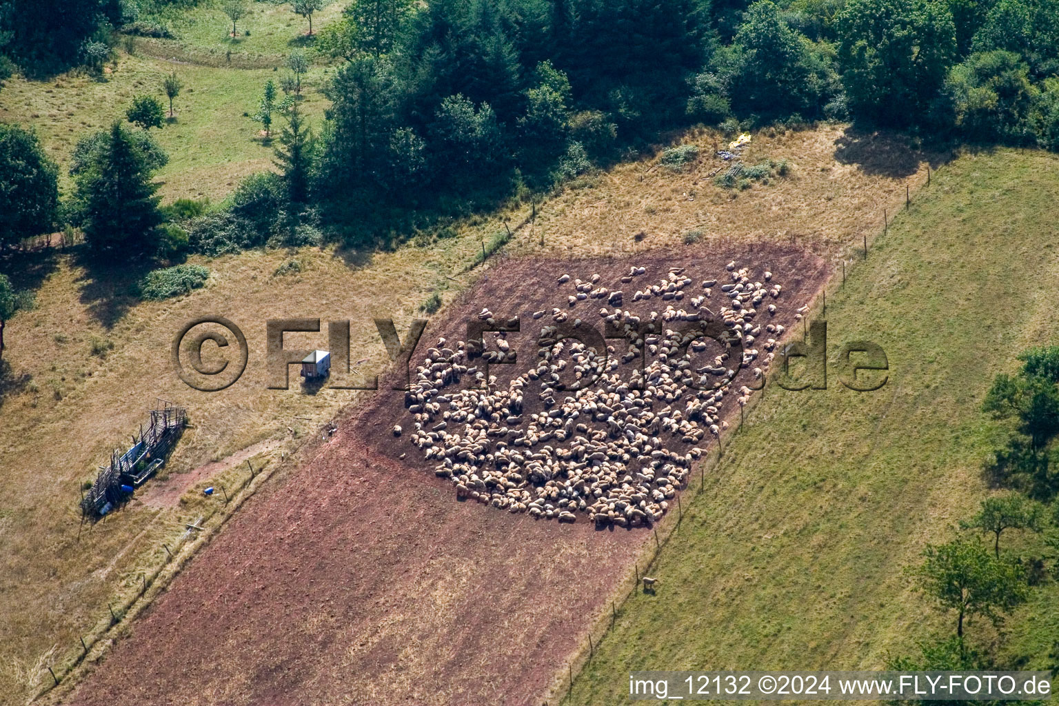 Grasflächen- Strukturen einer Wiesen- Weide mit Schaf - Herde in Eußerthal im Bundesland Rheinland-Pfalz, Deutschland
