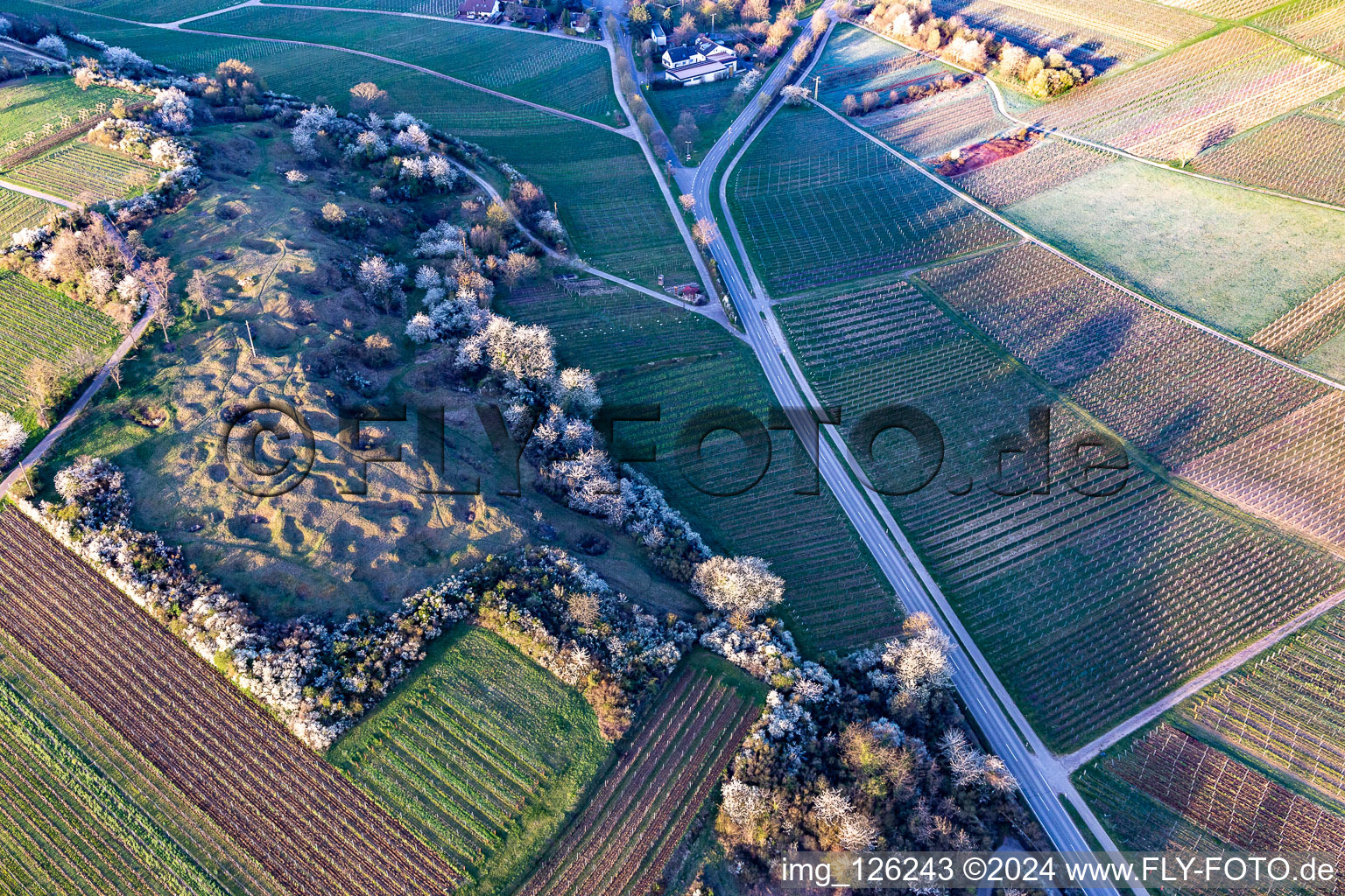 Naturschutzgebiet Kleine Kalmit am Ostermorgen mit Frühlingsblüte im Ortsteil Arzheim in Landau in der Pfalz im Bundesland Rheinland-Pfalz, Deutschland