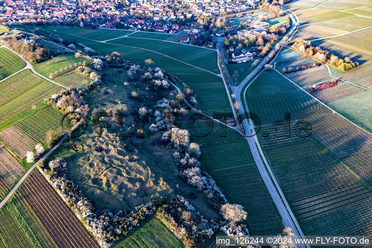 Luftbild von Naturschutzgebiet Kleine Kalmit am Ostermorgen mit Frühlingsblüte im Ortsteil Arzheim in Landau in der Pfalz im Bundesland Rheinland-Pfalz, Deutschland