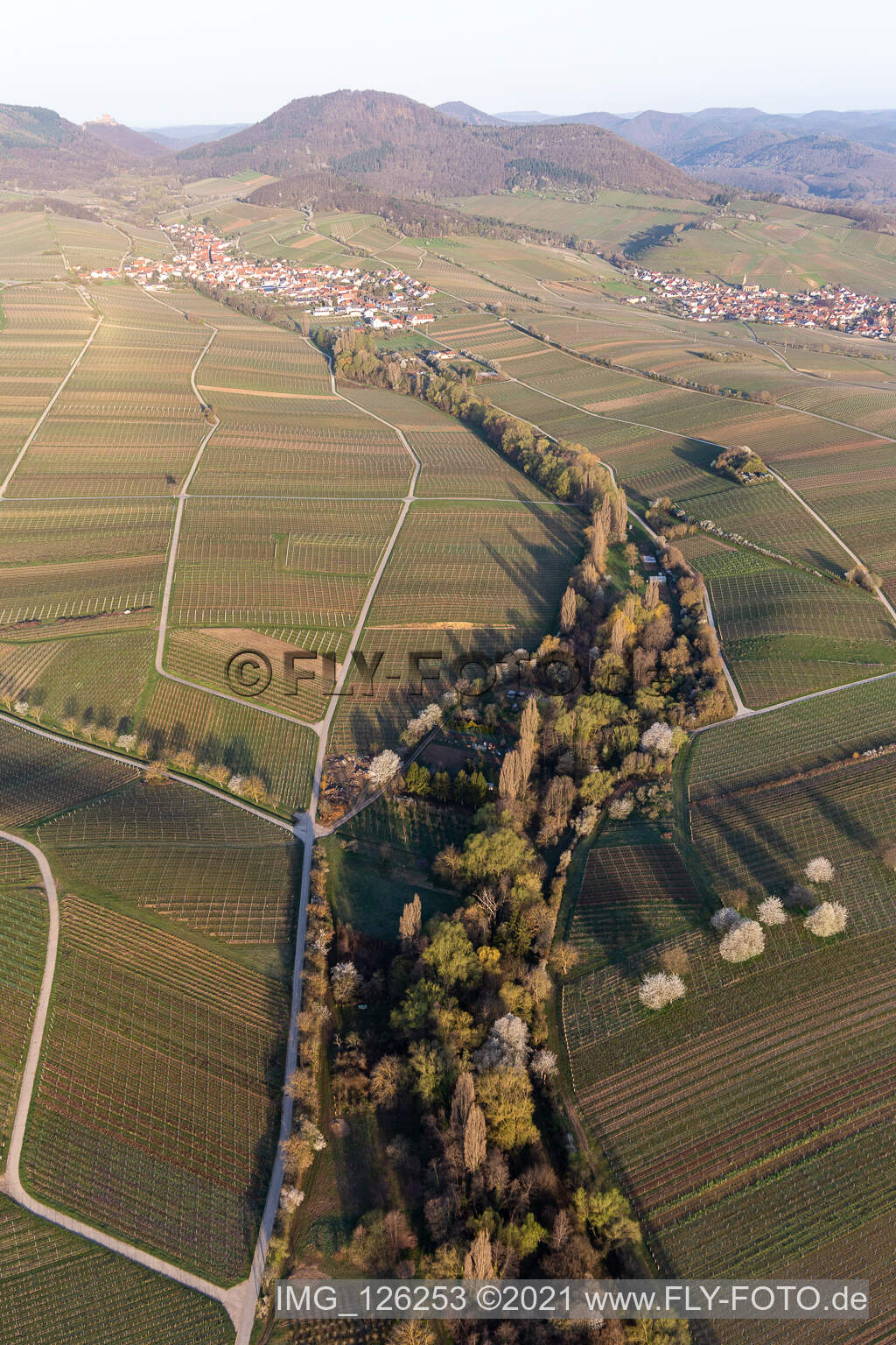 Felder einer Weinbergs- Landschaft der Winzer- Gebiete im Frühjahr vor dem Trifels in Ranschbach im Bundesland Rheinland-Pfalz, Deutschland