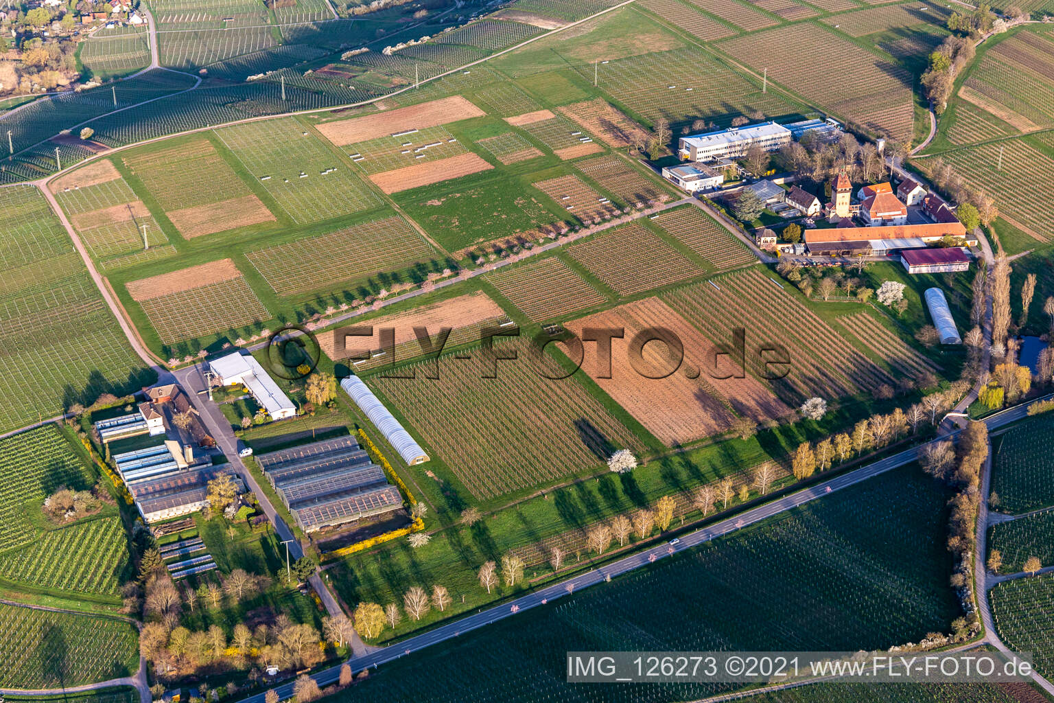 Luftbild von Gebäudekomplex des Julius Kühn-Institut Rebforschungsanstalt Geilweilerhof mit blühenden Mandelbäumen in Siebeldingen im Bundesland Rheinland-Pfalz, Deutschland