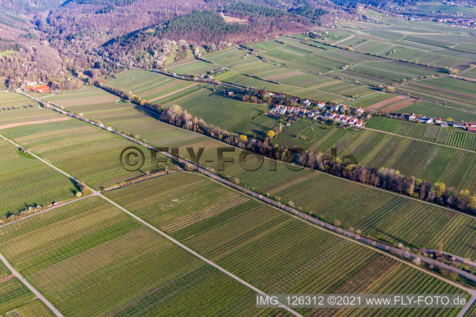 Luftbild von Villastraße mit Mandelblühte in Edenkoben im Bundesland Rheinland-Pfalz, Deutschland