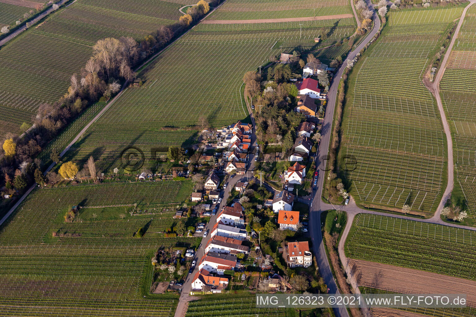 Luftaufnahme von Siedlung an der Klosterstraße in Edenkoben im Bundesland Rheinland-Pfalz, Deutschland
