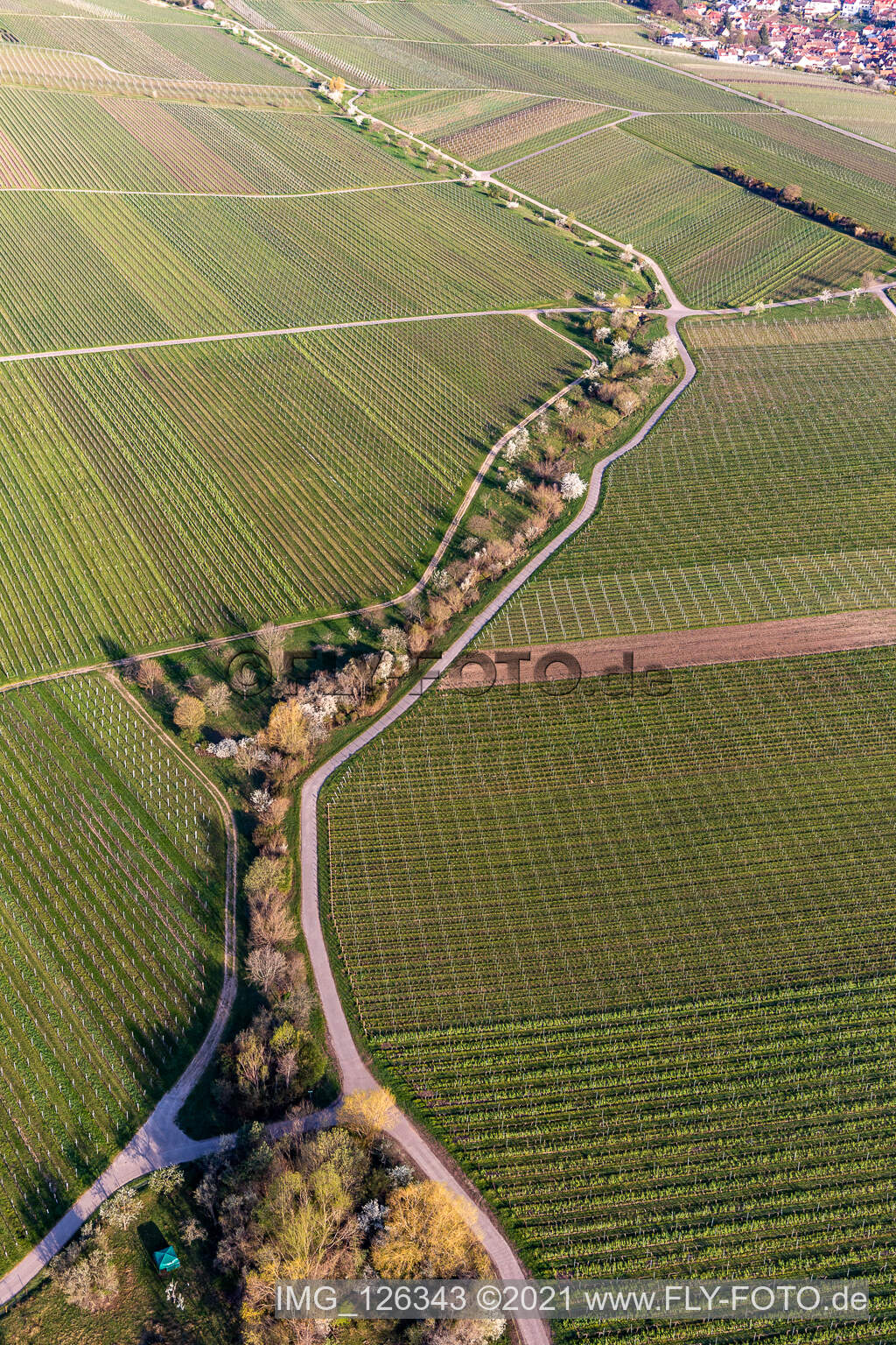 Luftbild von Weinberge mit Mandelblühte in Sankt Martin im Bundesland Rheinland-Pfalz, Deutschland