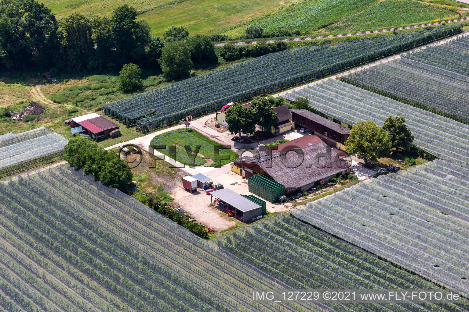 Luftaufnahme von Spargel und Obsthof Gensheimer in Steinweiler im Bundesland Rheinland-Pfalz, Deutschland