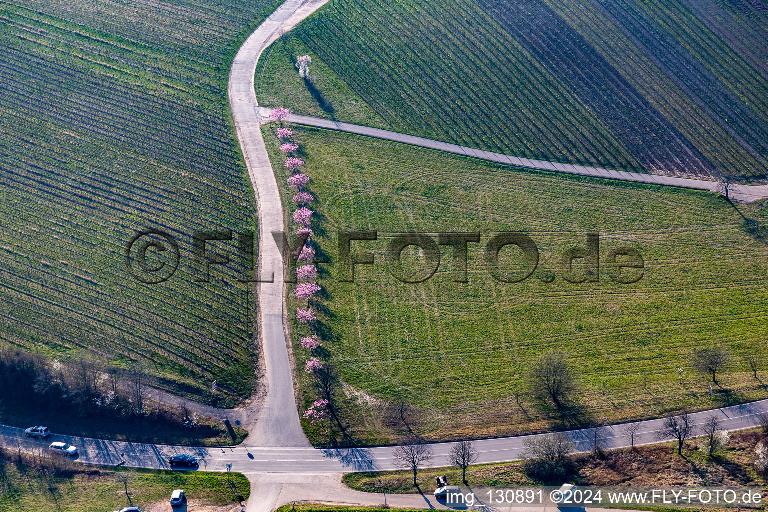 Mandelblüte an der südlichen Weinstraße bei Klingenmünster im Bundesland Rheinland-Pfalz, Deutschland